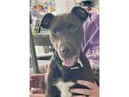 Adopt CoCo Bear a Labrador Retriever, Pit Bull Terrier