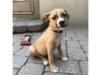 Adopt Ramone (Anderson Pits) a Pit Bull Terrier