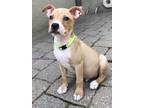 Adopt Radar (Anderson Pits) a Pit Bull Terrier