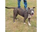 Adopt Porker a American Staffordshire Terrier, Mixed Breed