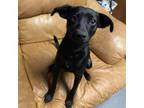 Adopt Rambo a Rat Terrier, Mixed Breed