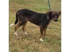 Adopt Freddie a Australian Kelpie, Mixed Breed