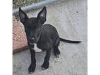 Adopt Perry a Black Labrador Retriever, Mixed Breed