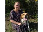 Adopt Truck Stop a Foxhound, Mixed Breed