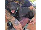 Adopt Phineas a Mixed Breed