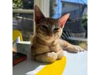 Adopt George a Domestic Short Hair