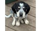 Adopt Kentucky a Bloodhound