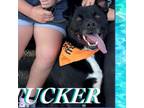 Adopt Tucker a Pit Bull Terrier, Mixed Breed