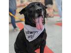 Adopt Rusty a Labrador Retriever