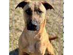 Adopt Billy a German Shepherd Dog, Mixed Breed