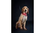Adopt Aramis a Terrier, Labrador Retriever