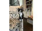 Adopt Sprout a Domestic Short Hair, Tuxedo