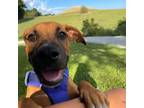 Adopt Tyson a Boxer