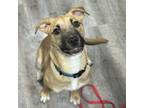 Adopt Buzz a Hound