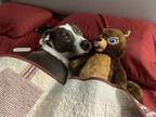 Adopt Rex a American Staffordshire Terrier