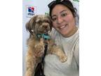 Adopt Kelce a Shih Tzu, Poodle