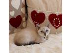 Adopt Siam a Siamese, Domestic Short Hair
