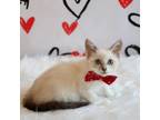 Adopt Liam a Siamese, Domestic Short Hair