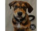 Adopt Baby Miguel a Airedale Terrier, Poodle