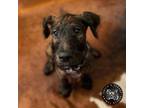 Adopt Baby Rob a Airedale Terrier, Poodle