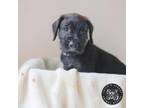 Adopt Baby Kendall a Airedale Terrier, Poodle