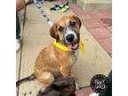 Adopt Baby Aaron a Airedale Terrier, Poodle