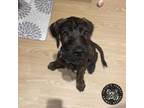 Adopt Baby Kenny a Airedale Terrier, Poodle