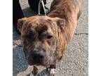 Adopt Bug a Pit Bull Terrier, Boxer