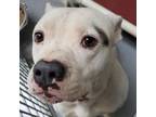 Adopt Little Foot a Pit Bull Terrier