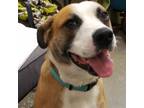Adopt Walter a Mountain Cur, Hound