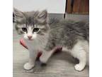Adopt Rigel a Domestic Long Hair