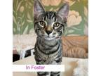 Adopt Leopard a Domestic Short Hair