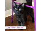 Adopt Panther a Domestic Medium Hair