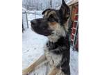 Adopt Rocco a German Shepherd Dog
