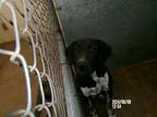 Adopt Loco * a American Staffordshire Terrier