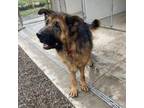 Adopt Simba a German Shepherd Dog