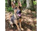 Adopt Archer a German Shepherd Dog