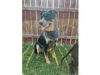 Adopt Archie Baldwin a Lancashire Heeler, Australian Shepherd