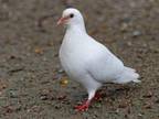 Adopt Morla a Pigeon