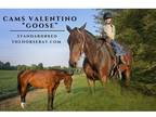 Bay Standardbred Gelding