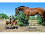 Bay Mustang Gelding