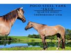 Grullo Quarter Horse