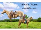 Palomino AQHA Gelding