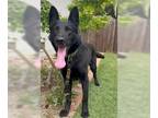 German Shepherd Dog DOG FOR ADOPTION RGADN-1097741 - Ranger - German Shepherd