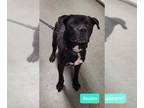 American Pit Bull Terrier DOG FOR ADOPTION RGADN-1126993 - Buster-Sponsored -
