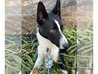 Border Collie Mix DOG FOR ADOPTION RGADN-1177533 - Shiner - Border Collie /