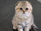 Cute Scottish Kittens