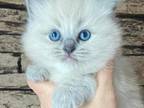 Female Ragdoll Kitty