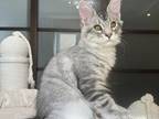 Neutered Maine Coon James