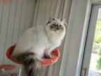 Himalayan Kittens
